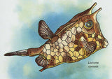 Fish Stamp Lactoria Cornuta Diodon Holocanthus S/S MNH #3222 / Bl.368