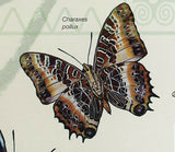Butterflies Stamp Cardisoma Armatum Graphium Ridleyanus S/S MNH #3408 / Bl.492