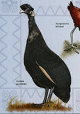 Wetland Birds Stamp Rostratula Benghalensis Souvenir Sheet MNH #3438 / Bl.498