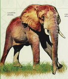 Elephants Stamp Loxodonta Africana Wild Animal Souvenir Sheet MNH #3483 / Bl.507