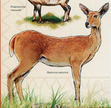 Antelopes Stamp Tragelaphus Scriptus Wild Animal Souvenir Sheet MNH #3453/Bl.501