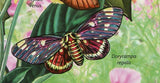 Butterflies Stamp Catocala Nupta Hepiale Venus Dorycampa Regalis S/S MNH #5712