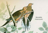John James Audubon Stamp Birds Zenaida Macroura S/S MNH #4240 / Bl.656