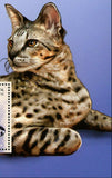 Savannah Cat Stamp Pet Domestic Animal Souvenir Sheet MNH #5936 / Bl.1049