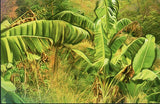 Landscapes of Togo Stamp Trees Plantains Palms Bull S/S MNH #4111 / Bl.630