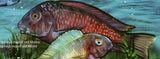 Ecosystem of Tanganyika Lake Stamp Fish Marine Fauna Sardine S/S MNH #4228