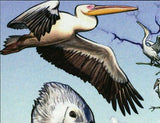 Pelicans Stamp Pelecanus Onocrotalus Bird Marine Fauna S/S MNH #4881 / Bl.499