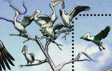 Pelicans Stamp Pelecanus Onocrotalus Bird Marine Fauna S/S MNH #4881 / Bl.499