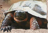 Turtles Stamp Eretmochelys Imbricata Reptile S/S MNH #2983 / Bl.220