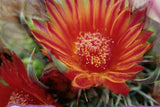 Cactus Stamp Nature Plants Euphorbia Enopla S/S MNH #2919 / Bl.210