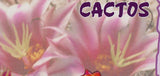 Cactus Stamp Nature Plants Euphorbia Enopla S/S MNH #2919 / Bl.210