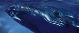Whales Stamp Orcinus Orca Marine Fauna Souvenir Sheet MNH #3065 / Bl.230
