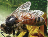 Bee Stamp Agapostemon Texanus Vespa Crabro Monobia Quadridens S/S MNH #5982-5985