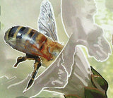 Bee Stamp Agapostemon Texanus Vespa Crabro Monobia Quadridens S/S MNH #5982-5985