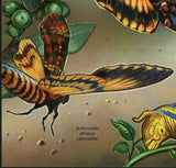 Butterfly Stamp Acherontia Atropos Caterpillar Souvenir  Sheet MNH #4427/Bl.701