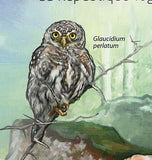 Owls Stamp Bird Ptilopsis Leucotis Glaucidium Perlatum S/S MNH #4432 / Bl.702