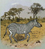 Zebras Stamp Equus Quagga Boehmi Equus Quagga Burchellii S/S MNH #3524-3529