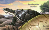 Turtle Stamp Chelonia Mydas Pseudemydura Umbrina Souvenir Sheet MNH #5673/Bl.618