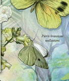 Butterflies Stamp Ornithoptera Meridionalis Pieris Brassicae Wollastoni S/S MNH