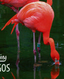 Flamingos Stamp Birds Phoenicopterus Minor Souvenir Sheet MNH #3244 / Bl.455