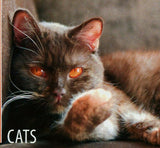 Cats Stamp Egyptian Mau Pet Souvenir Sheet MNH #3309 / Bl.468