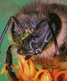 Bees Stamp Insects Apis Mellifera Souvenir Sheet MNH #3274 / Bl.461