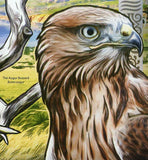 Birds of Prey Stamp Western Marsh Harrier Circus Aeruginosus Hawk S/S MNH #2794