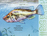 Fresh Water Fishes Stamp Cichlid Mormyrus Haplochromis Petronius MNH #2775-2778