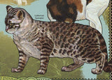 Cats Stamp Devon Rex Rex de Cornouailles Manx Californian Spangled S/S MNH #3646