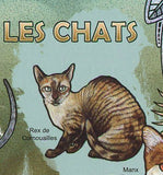 Cats Stamp Devon Rex Rex de Cornouailles Manx Californian Spangled S/S MNH #3646