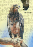 Raptors Stamp Birds Aquila Rapax Aquila Nipalensis Eagle S/S MNH #3029 / Bl.715