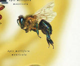 Bees Stamp Jean Henri Fabre Apis Mellifera Scutellata Monticola S/S MNH #2981