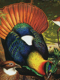 Birds Stamp Couroucou Oranga Souvenir Sheet MNH