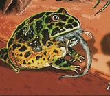 Butterflies Stamp Animals Frogs Snakes Lizards Euclidia Glyphica S/S MNH