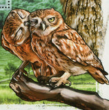 Owls Stamp Birds Bubo Bengalensis Asio Flammeus Otus spp. S/S MNH #5724 / Bl.100