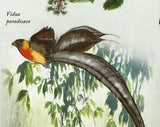 Flora & Tropical Birds Stamp Ehretia Rigida Lybius Bidentatus S/S MNH #3489-3494