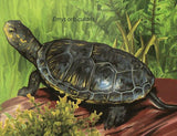 Turtles Stamp Chrysemys Concinna Megalochelis Gigantea S/S MNH #4840-4841/Bl.833