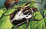 Beetles Stamp Chelorrhina Polyphemus Confluens Insect S/S MNH #2970 / Bl.617