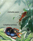 Beetles Stamp Chelorrhina Polyphemus Confluens Insect S/S MNH #2970 / Bl.617