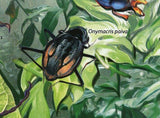 Beetles Stamp Chelorrhina Polyphemus Confluens Insect S/S MNH #2970 / Bl.617