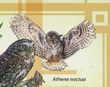 Owls Stamp Bird Bubo Virginianus Asio Otus Athene Noctua S/S MNH #3898 / Bl.589