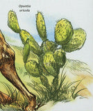 Wild Dogs Stamp Cactus Plant Lycaon Pictus Canis Lupus Dingo S/S MNH #3232