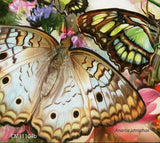 Butterflies Stamp Philanippon Polyommatus Icarus Siproeta Stelenes S/S MNH #2992