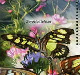 Butterflies Stamp Philanippon Polyommatus Icarus Siproeta Stelenes S/S MNH #2992