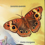 Butterflies Stamp Philanippon Polyommatus Icarus Siproeta Stelenes S/S MNH #2992