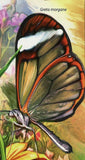 Butterflies Stamp Philanippon Polyommatus Icarus Siproeta Stelenes S/S MNH #2992