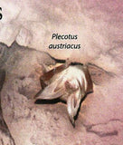 Bats Stamp Rhinolophus Ferrumequinum Epomophorus S/S MNH #3075 / Bl.632