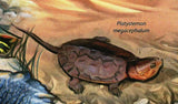 Turtles Stamp Trachemys Scripta Pelomedusa Subrufa S/S MNH #3012 / Bl.624