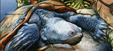 Turtles Stamp Trachemys Scripta Pelomedusa Subrufa S/S MNH #3012 / Bl.624