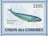 Whales Stamp Eubalaena Australis Balaenoptera Musculus S/S MNH #2121-2126